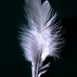 Feather Mental Strength