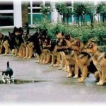 selfdiscipline mental strength
